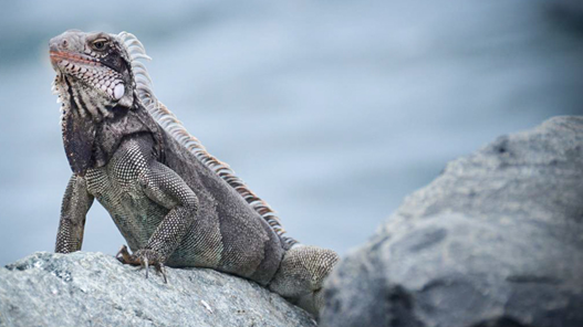 Lizard sitting on a rock